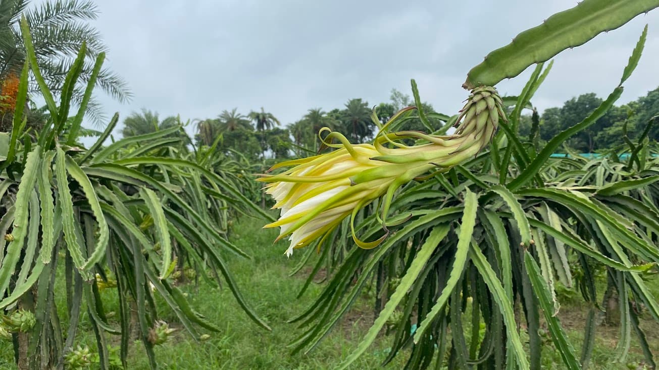 Dragon Fruit Field in Jhenaidah